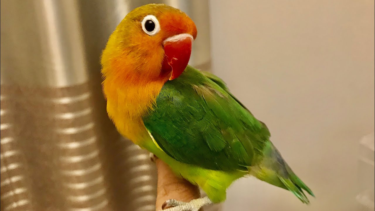 First day with Little Sweet Thangu / African Love Bird / Love Bird