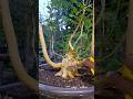 belajar membuat bonsai anting putri #bonsai #bonsaitree #antingputri #garden #tanamanhias #shorts