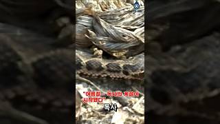 “여름철… 독사의 계절이 시작됐다” #뱀 #독사 #땅꾼 #다큐레인 #자연다큐 #미디어주노