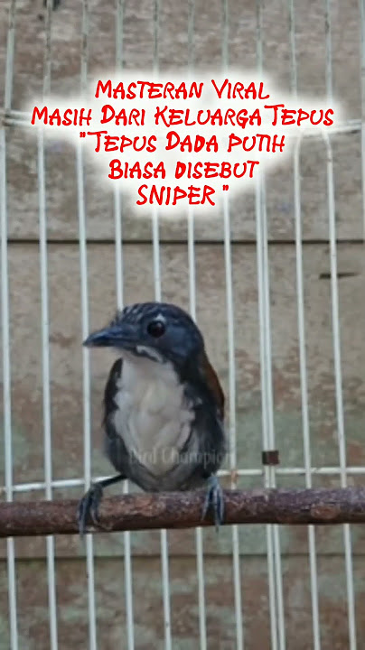 Tepus Dada Putih Atau Sniper #masteranburung #suaraburung #suaramasteran