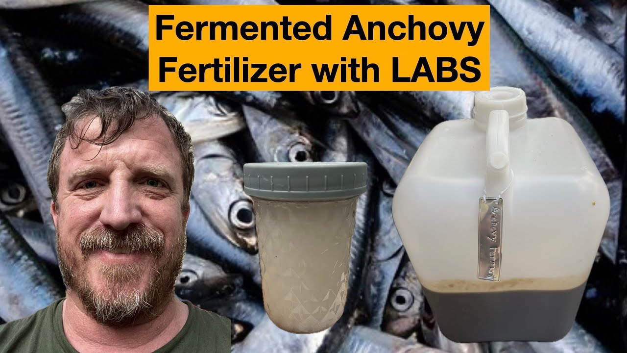 DIY Fish Fertilizer, Fermented Anchovy Hydrolysate
