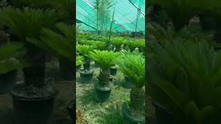 Cycas palm at my farm plants roses tree flower repotting garden cactus trending bonsai