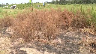 Memorial Park arson suspect caught