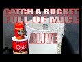 Catch a bucket full of mice, alive!