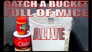 Catch a bucket full of mice, alive!