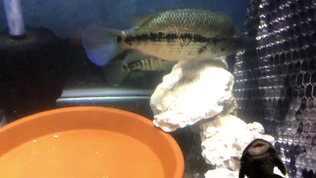 camera iphone 8 plus apk Dovii pair update