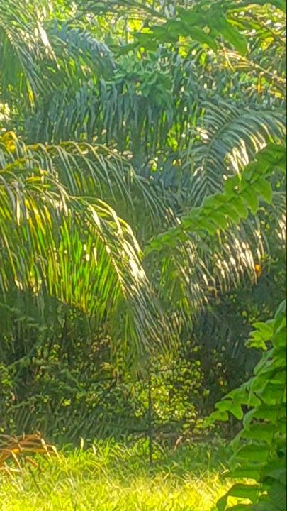 LAMAN SAWIT AJAR BURUNG BARU