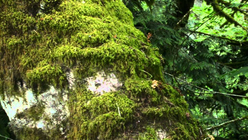 Nuclear Chain Reaction.mpg