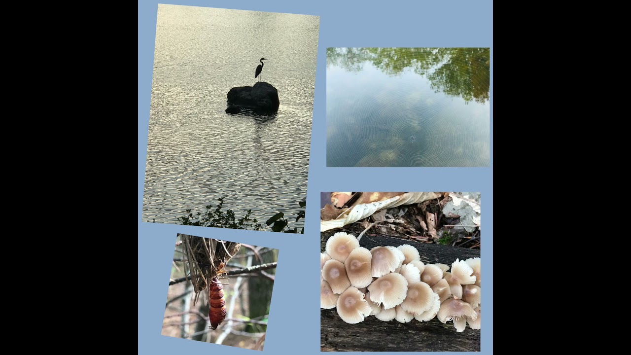 Voices of Creation—by Bernice Martin