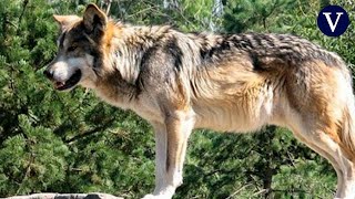Una familia se cuela en el recinto de los lobos del Parque de la Naturaleza de Cabárceno