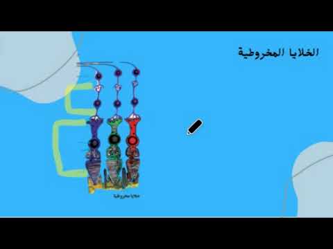 مقارنة بين الخلايا العصوية والخلايا المخروطية المستقبلات الضوئية الجزء الخامس الوحدة الأولى احياء