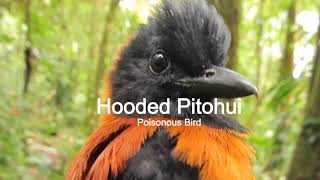 5 Amazing Facts About Birds