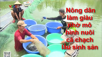 Nông dân làm giàu nhờ mô hình nuôi cá chạch lấu sinh sản