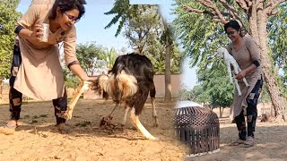 आज बकर न हलत खरब कर द Goat Milking By Hand Daily Routine Vlog Village Life Milking