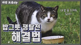 다묘가정 고양이들에게 올바른 급식방법 !