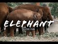 Julian Meets an Elephant for the 1st Time!! Elephant Nature Park