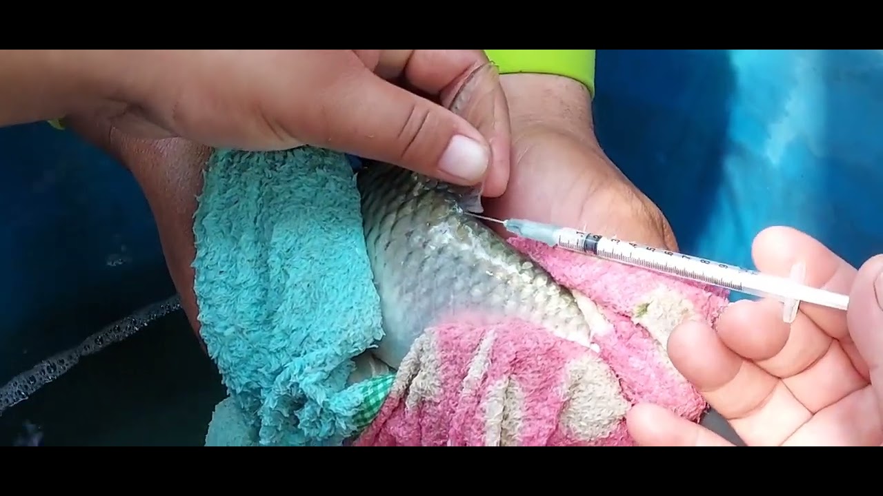 วิธีเพาะพันธุ์ปลาตะเพียนขาวให้รอด100%