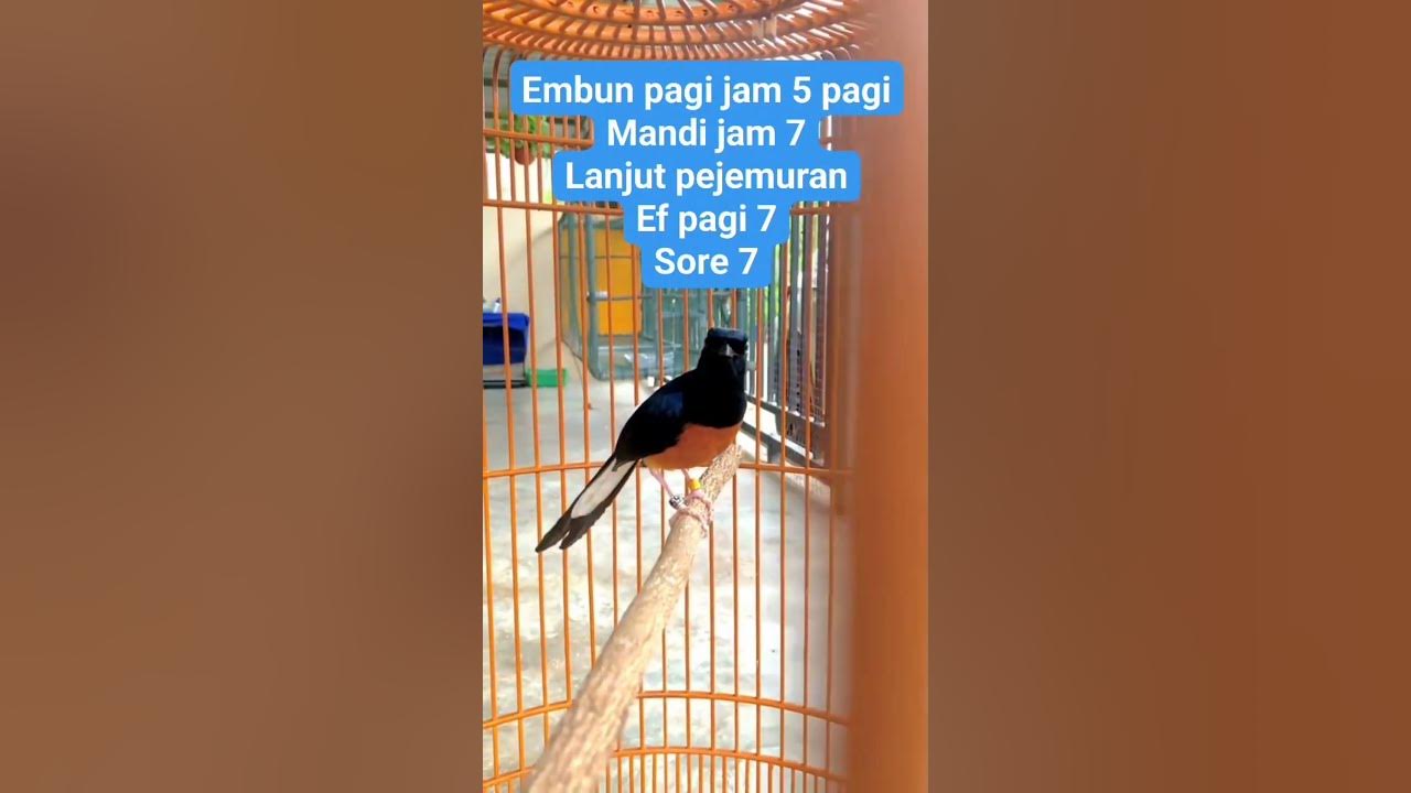 Jadwal Penjemuran Murai Batu Harian untuk Hasil Maksimal dan Sehat Jadwal Penjemuran Murai Batu Harian untuk Hasil Maksimal dan Sehat