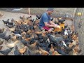 THE SECRET TO HEALTY FREE-RANGE CHICKENS !!