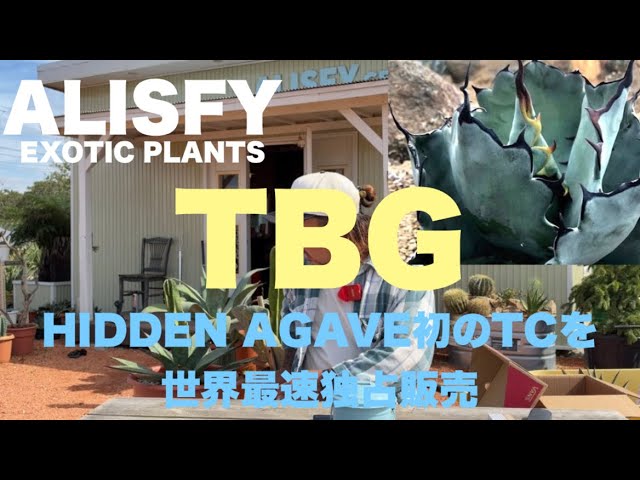 Agave] World's First Exclusive Sale of TBG HIDDEN AGAVE's First TC