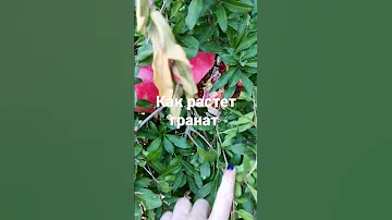 Как растёт гранат в домашнем саду #гранат #алания #турция #какрастётгранат