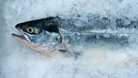 Salmon Quality for Gillnet Fisheries