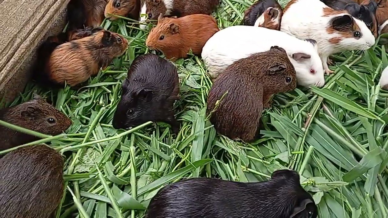 hora.de.matar.a.fome