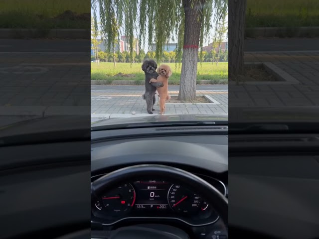 The driver interrupted two dogs dancing!#satisfying #shorts #trending #funny #animals