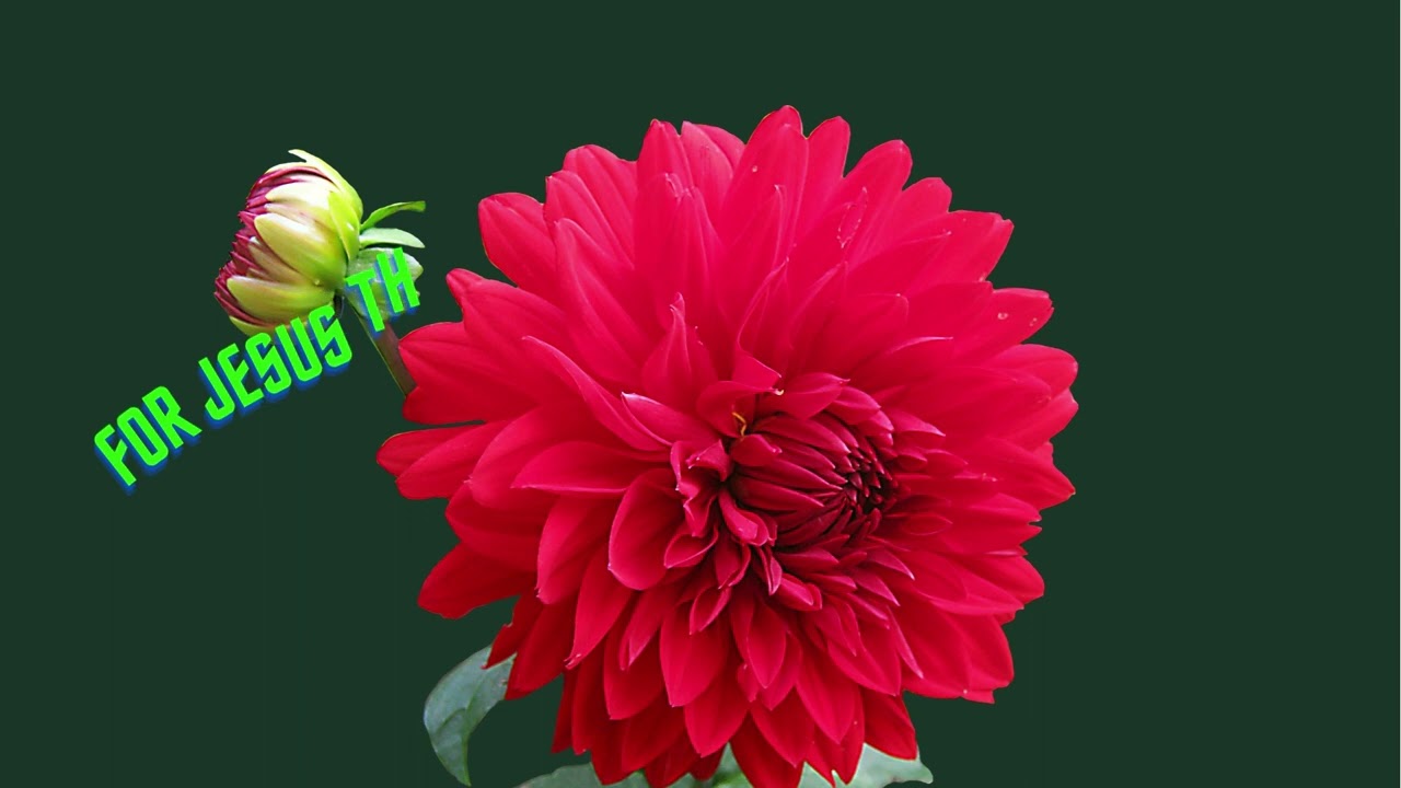 Battle Belongs To You Reggae Lyrics