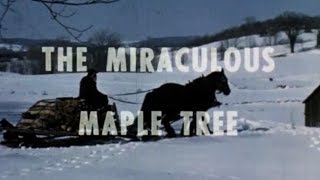 Vermont Maple Sugaring 1966