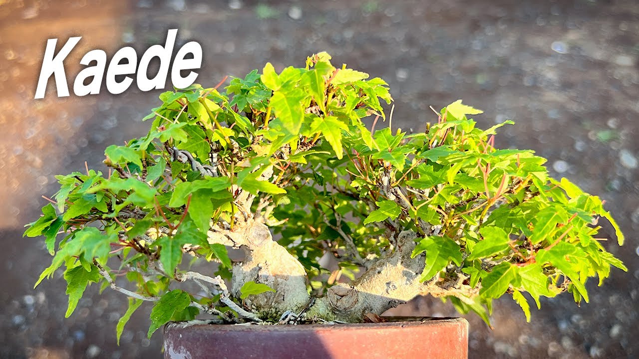KED1】9cmのカエデ #盆栽 #bonsai - YouTube