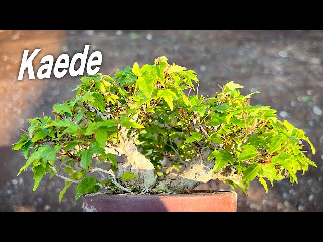 KED1】9cmのカエデ #盆栽 #bonsai - YouTube