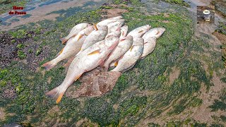 Shoal of croaker chopped with each haul Corvina feast in rocks