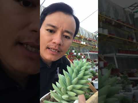 Video Hướng dẫn trồng sen đá chuỗi ngọc đứng #senda... - youtube