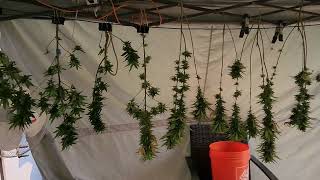 Early Harvest due to caterpillars.