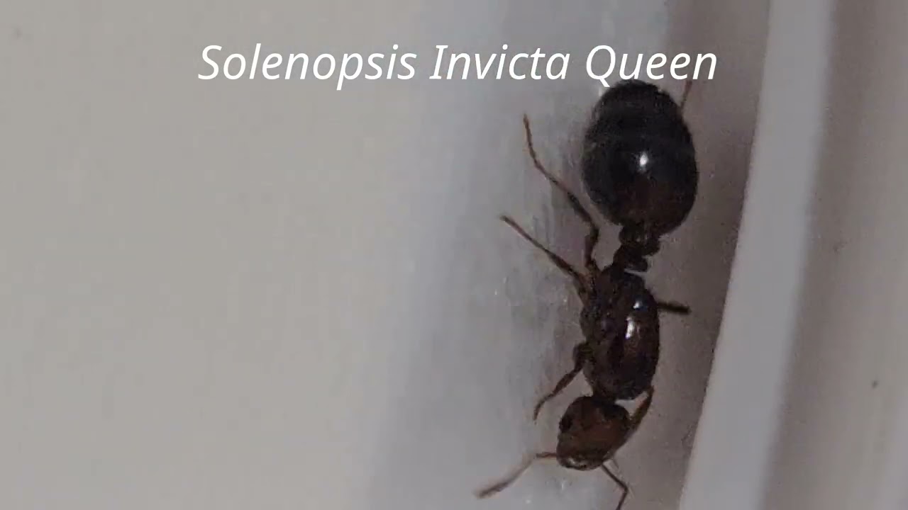 Solenopsis Invicta (Red Imported Fire Ants)