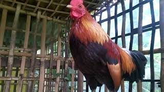 My Forest Rooster. screenshot 5