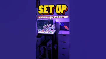 Phần 2 nuôi cá Nemo Short | Setup lại bể để nuôi đàn Nemo đột biến short body😚 #cacanh #nemo