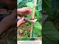 Fast Cucumber Trellising – Using a Binding Tool to Secure Vines 🥒