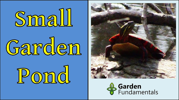 Small Garden Ponds - You Can Build in One Day