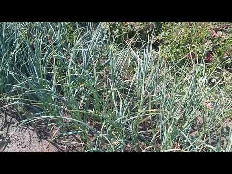 Чеснок яровой. Тень или солнце?