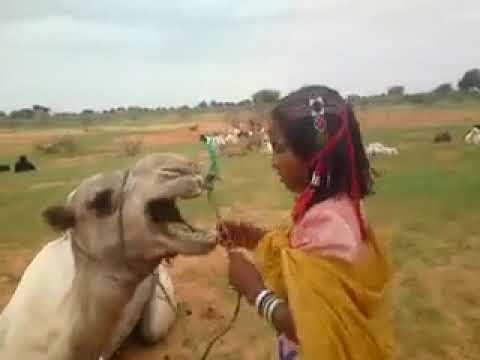 بوادي غرب السودان 