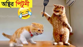 পশুদের মজার কর্মকান্ড ক্যামেরায় ধরা পড়া | Funny Animals Video 2022 (Part-11) | mayajaal screenshot 3