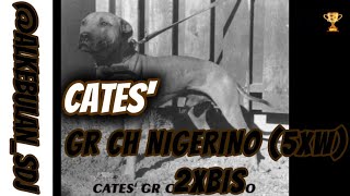 CATES' GR CH NIGERINO (5XW)