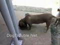 Food agression cured??? Extreme dog behavior rehab Food agression cured??? Extreme dog behavior rehab