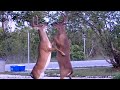 Boxing Bucks Battle