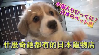 中国人びっくり！日本のペットショップ【ビックリ日本】