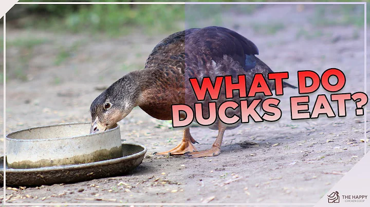 How and What To Feed Ducks! - DayDayNews