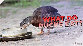 How and What To Feed Ducks!