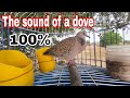 TheSound of a dove 100%